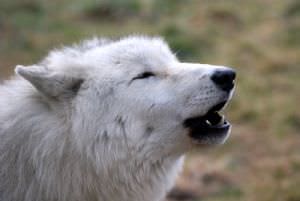 UK Wolf Conservation Trust