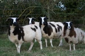 Animal Farm Adventure Park