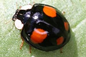 Gunnersbury Triangle