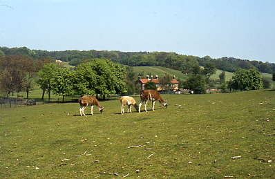 Hainault Forest Park