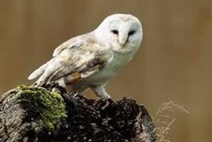 Shropshire Wildlife Trust