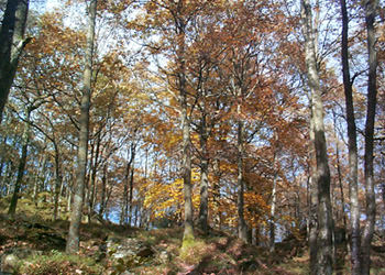 Abernethy Forest