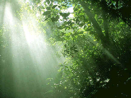 Landmark Forest Adventure Park