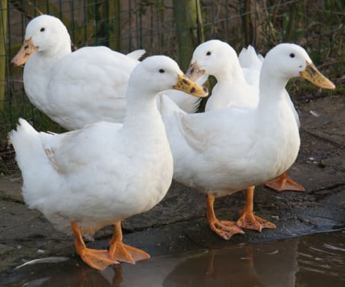 Gorse Hill City Farm