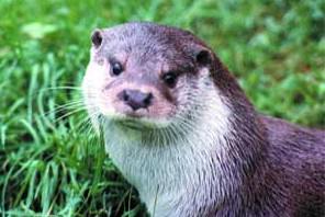 Buckfast Butterflies and Dartmoor Otter Sanctuary