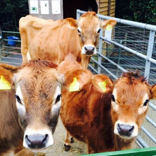 Belmont Children's Farm