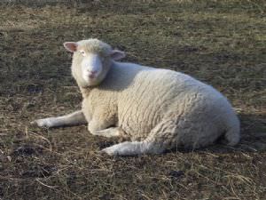 Mill Cottage Farm Experience