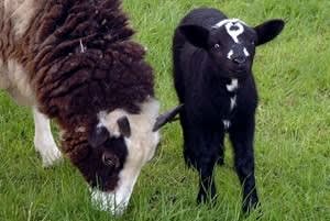 Pencoed College Farm