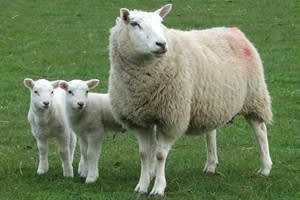 Harper Adams University College - Farm