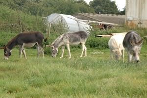 Heybrook Community Farm