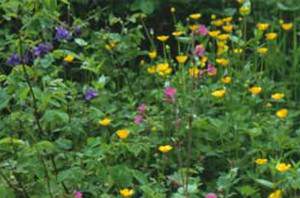 Centre for Wildlife Gardening