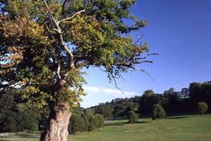 Blaise Castle Estate