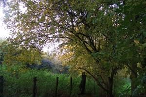 Bromley Field Studies Centre