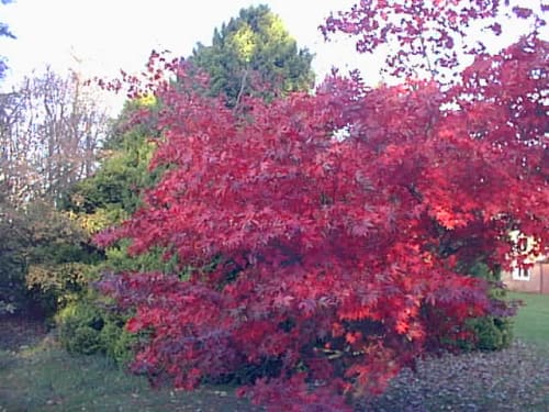 Beech Court Gardens