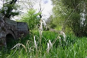 Cheshire Wildlife Trust