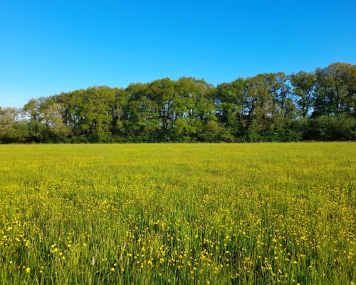 Passaford Meadow