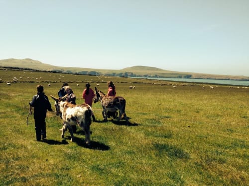 Lower Treginnis: Farms for City Children