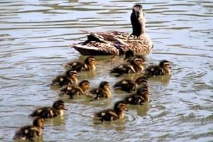 Waterfowl Sanctuary and Children's Animal Centre