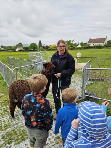 Allerton Alpacas