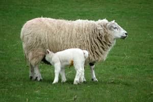 Sharnbrook School Farm