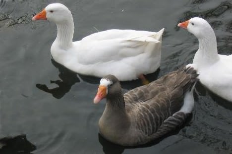 Newham City Farm