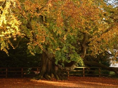 Brandon Country Park