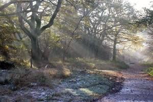 Ashridge Estate