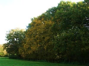 Crab Tree Farm