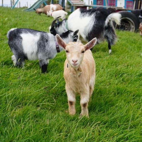 Friends of Frampton Farm CIC