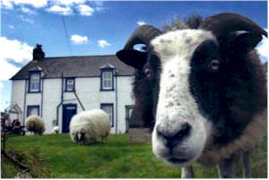 Mossburn Community Farm