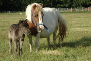 Holmbush Farm World