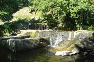 Upper Mills Trout Farm