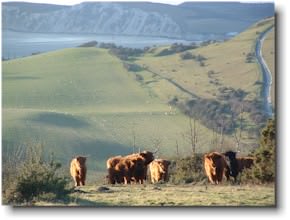 Mottistone Down