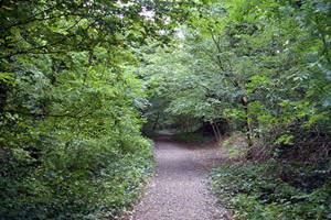 Sydenham Hill Wood