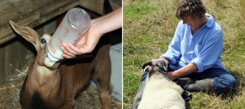 Cadbury Cottage Smallholding