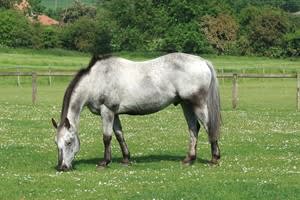 Moor Farm (Petworth)