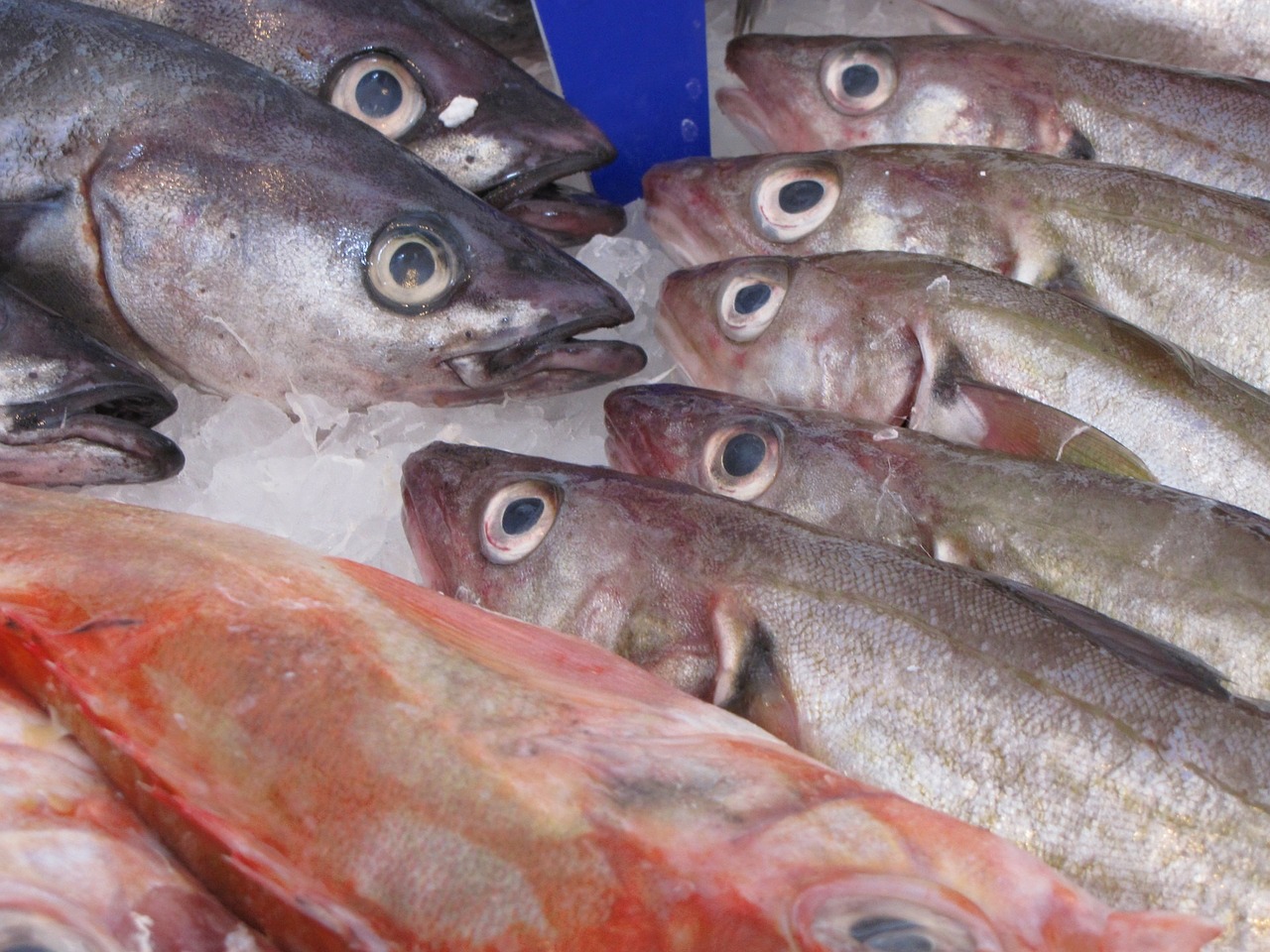 Fisch