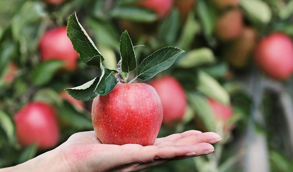 Apfel