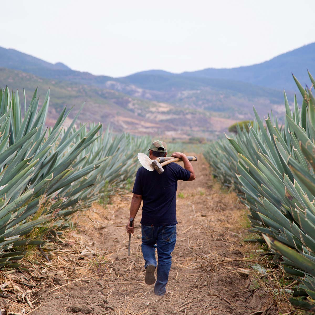 Spirituosen aus Agaven: Tequila und Mezcal