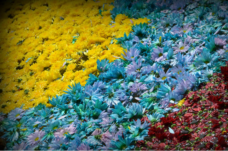 ‘Gufapore’ estuvo cerca de la cima en el Big $16,50