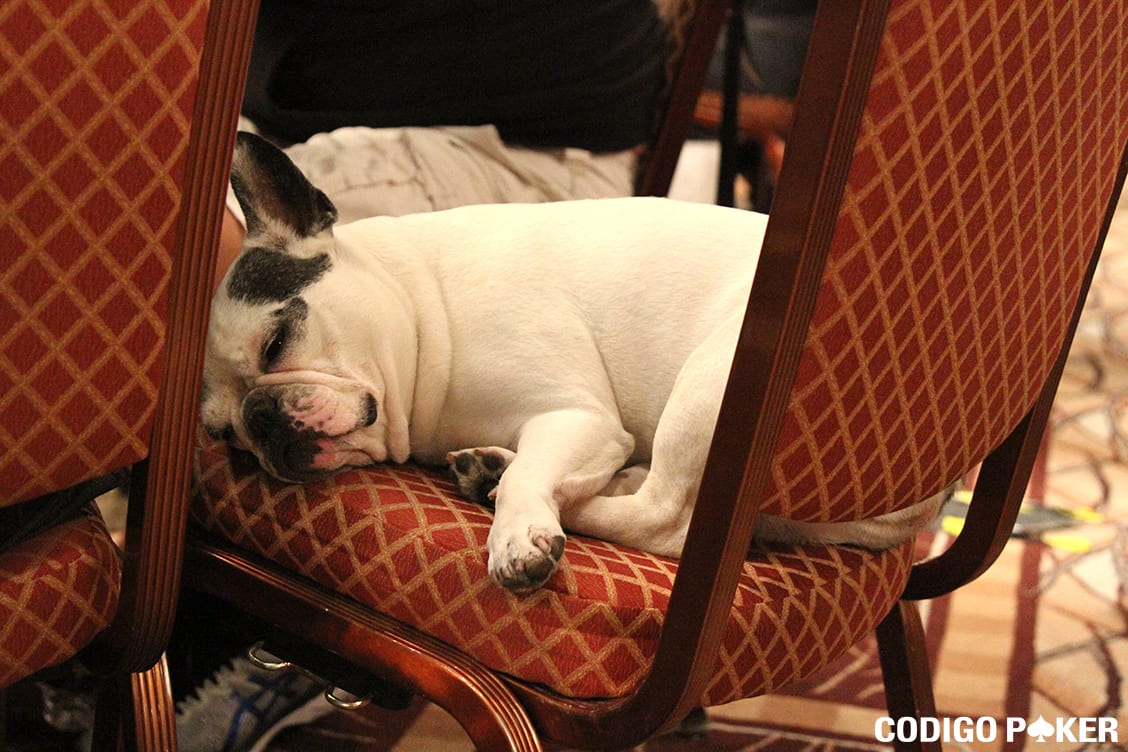 Una vida de perro que ayuda a la salud mental de los jugadores