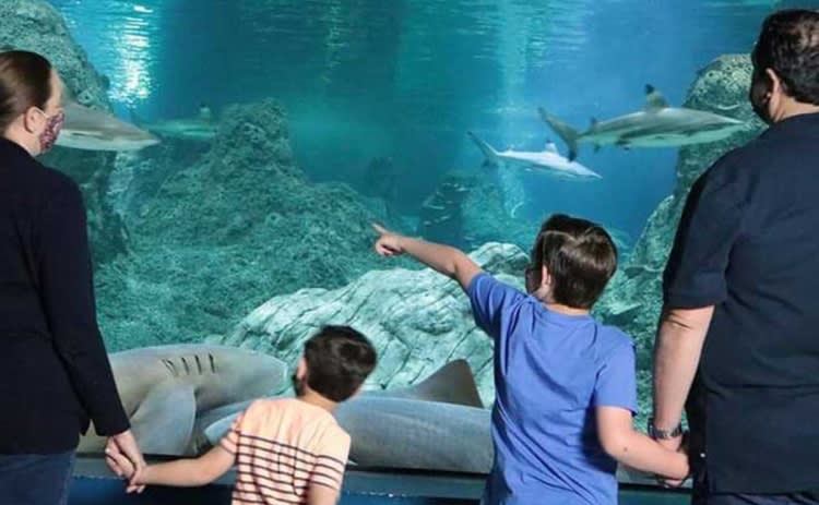 Acuario Michin Puebla