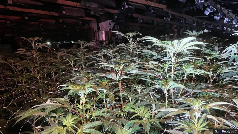 De catedral del poker británico a una de las mayores plantaciones de cannabis de su historia