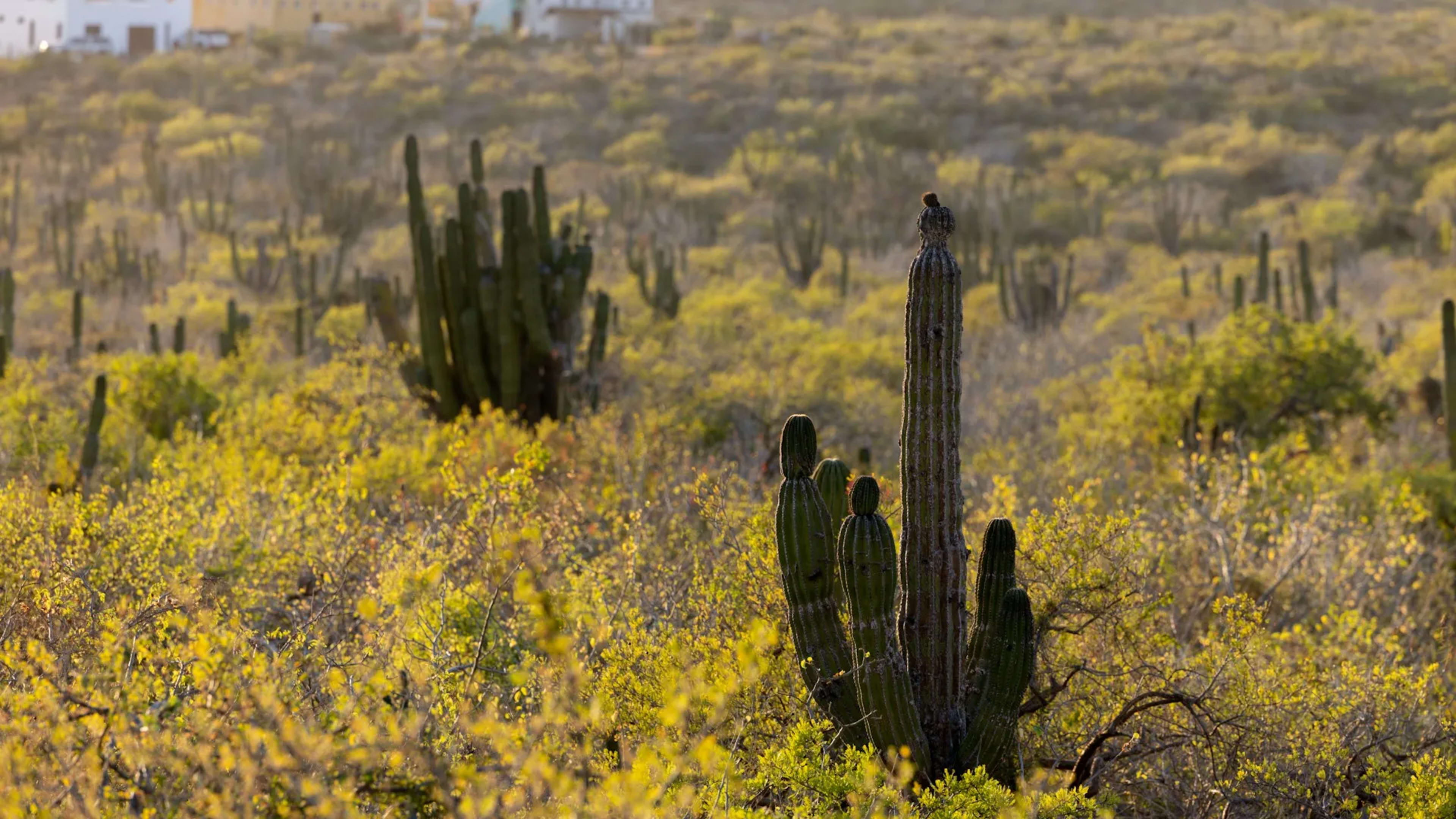 Cabo San Lucas, Mexico