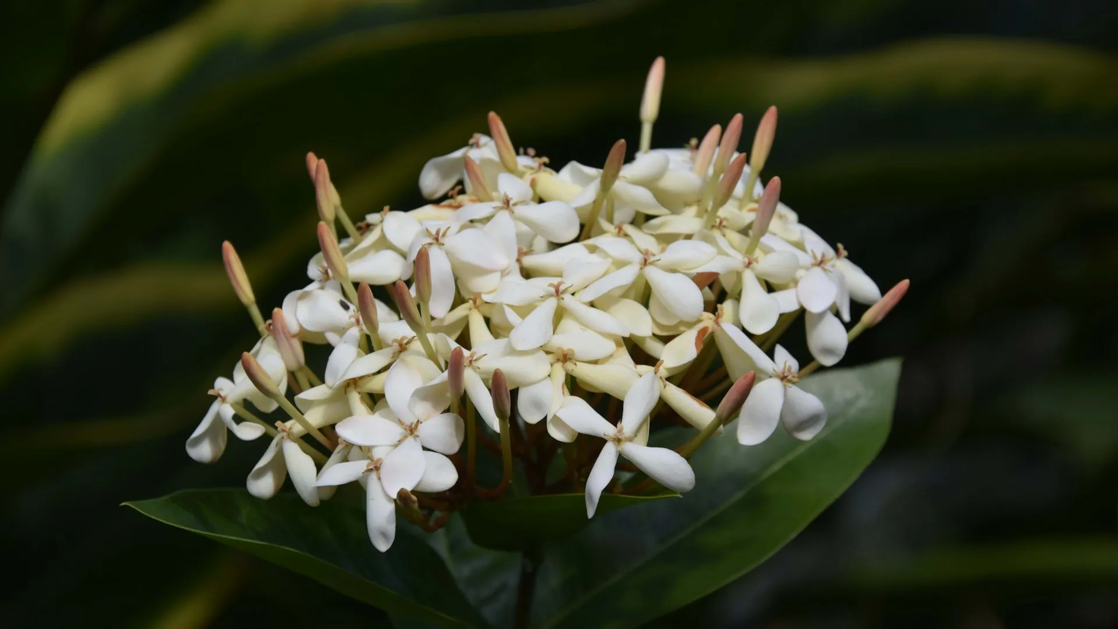 Deshaies, Guadeloupe