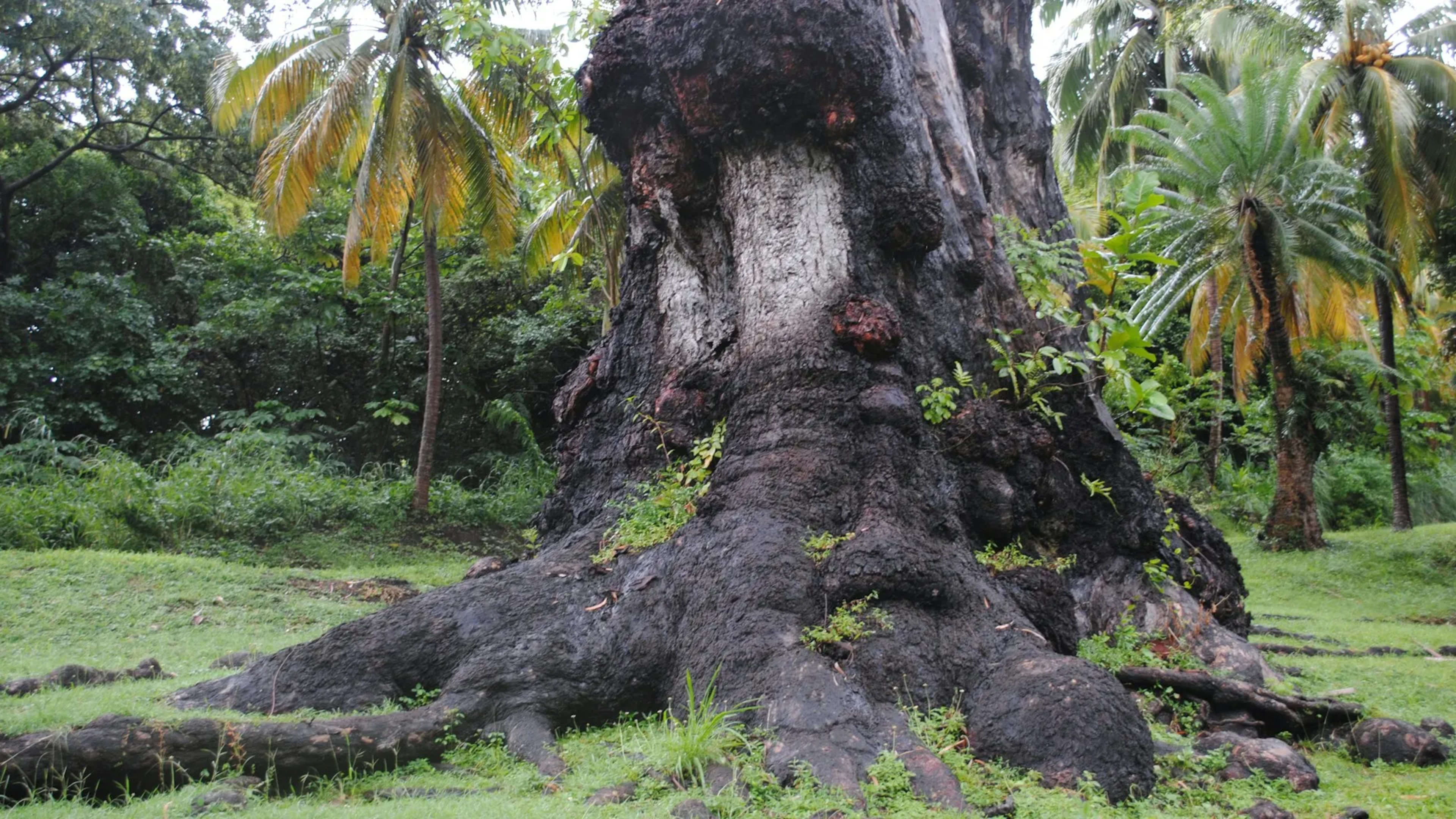 Kingstown, Saint Vincent and the Grenadines