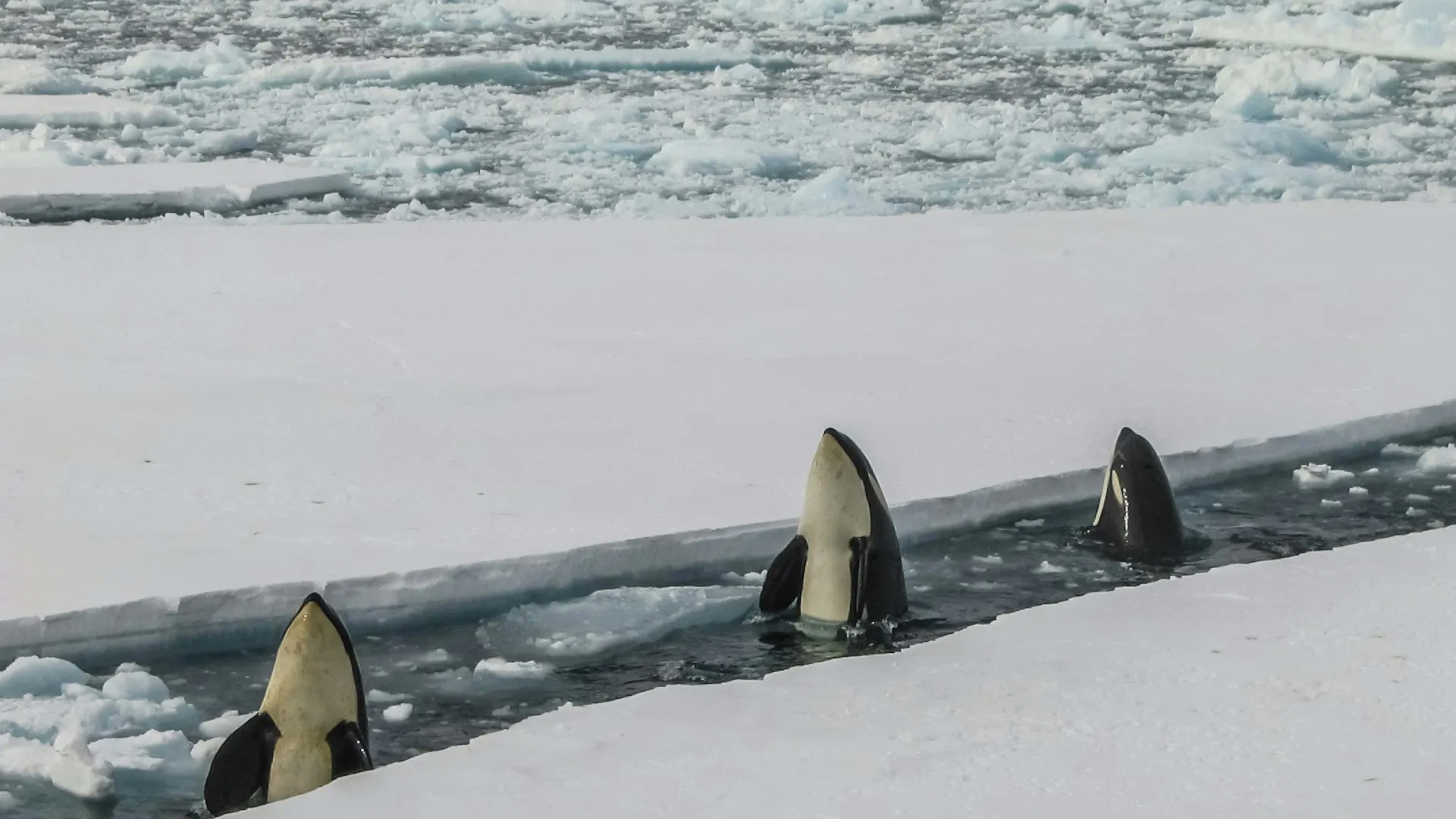 McMurdo Station, Antarctica