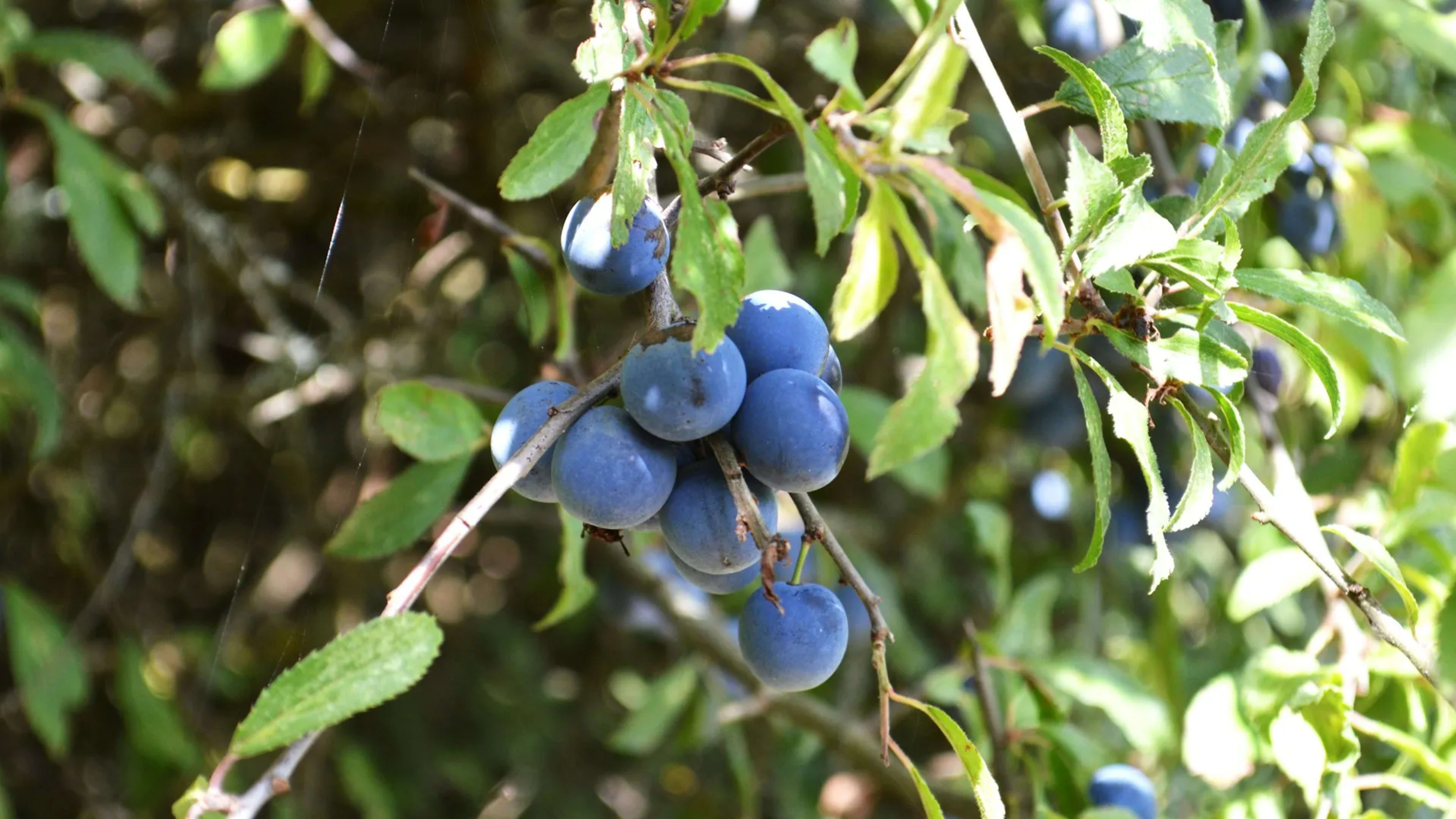 Newhaven, United Kingdom