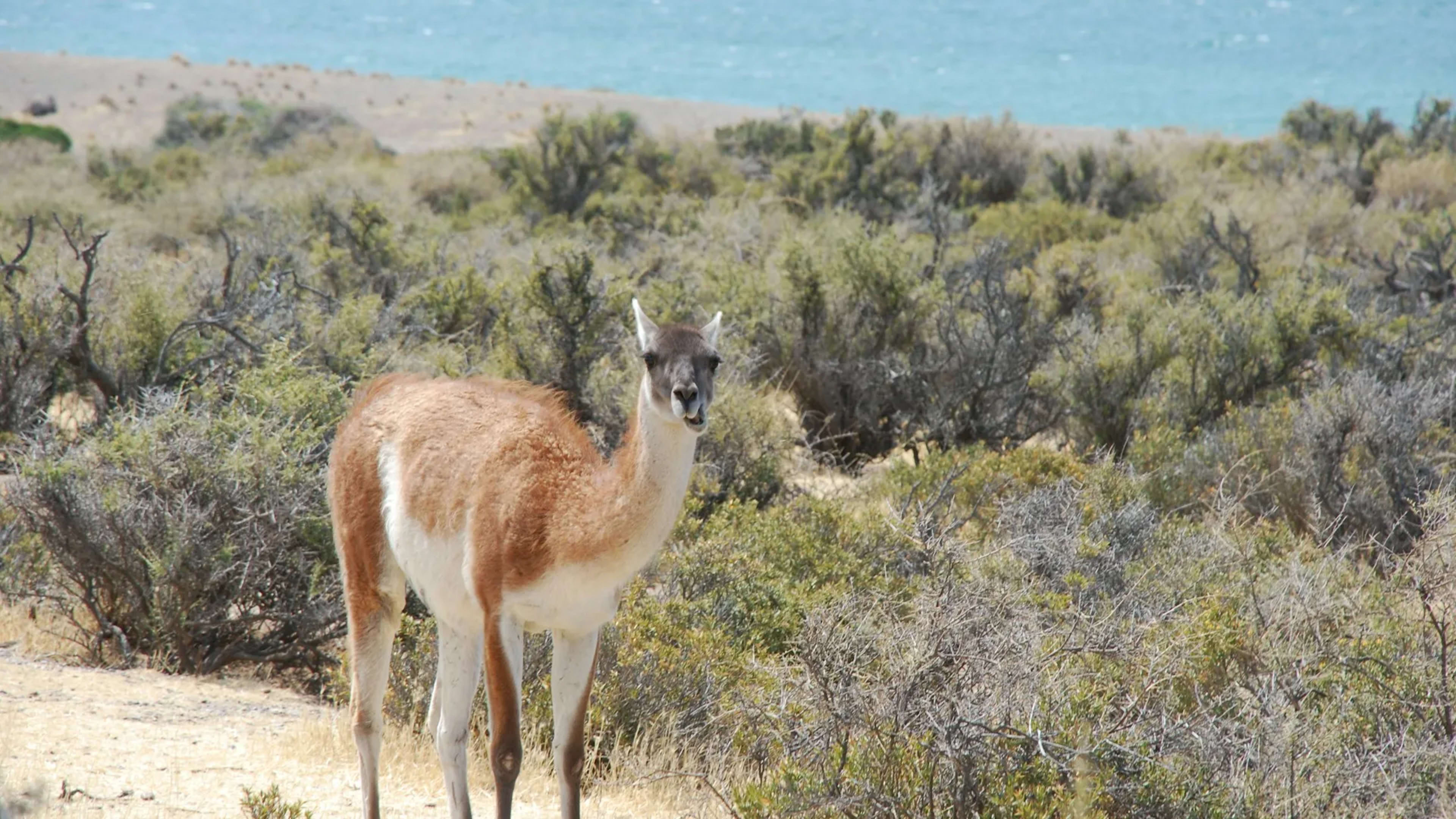Puerto Madryn, Argentina