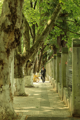A shady plane-tree lane